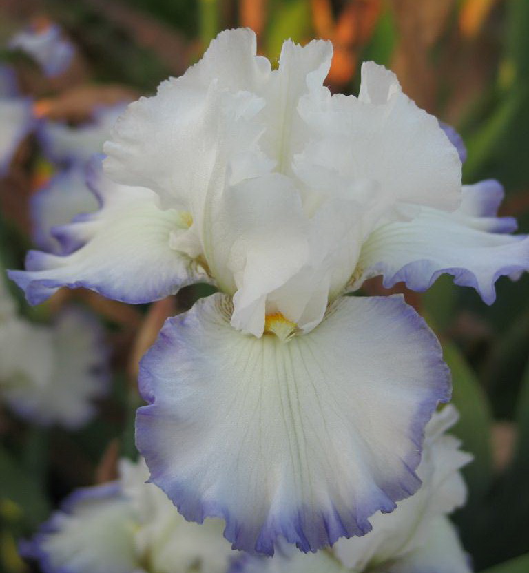 VENTO DI MAGGIO